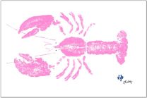 Fishaye Trading Pink Lobster Placemat