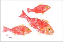 Fishaye Trading Placemat School Of Snapper